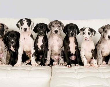 hero-great-dane-puppies