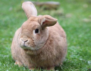 hero-pocket-pet-rabbit