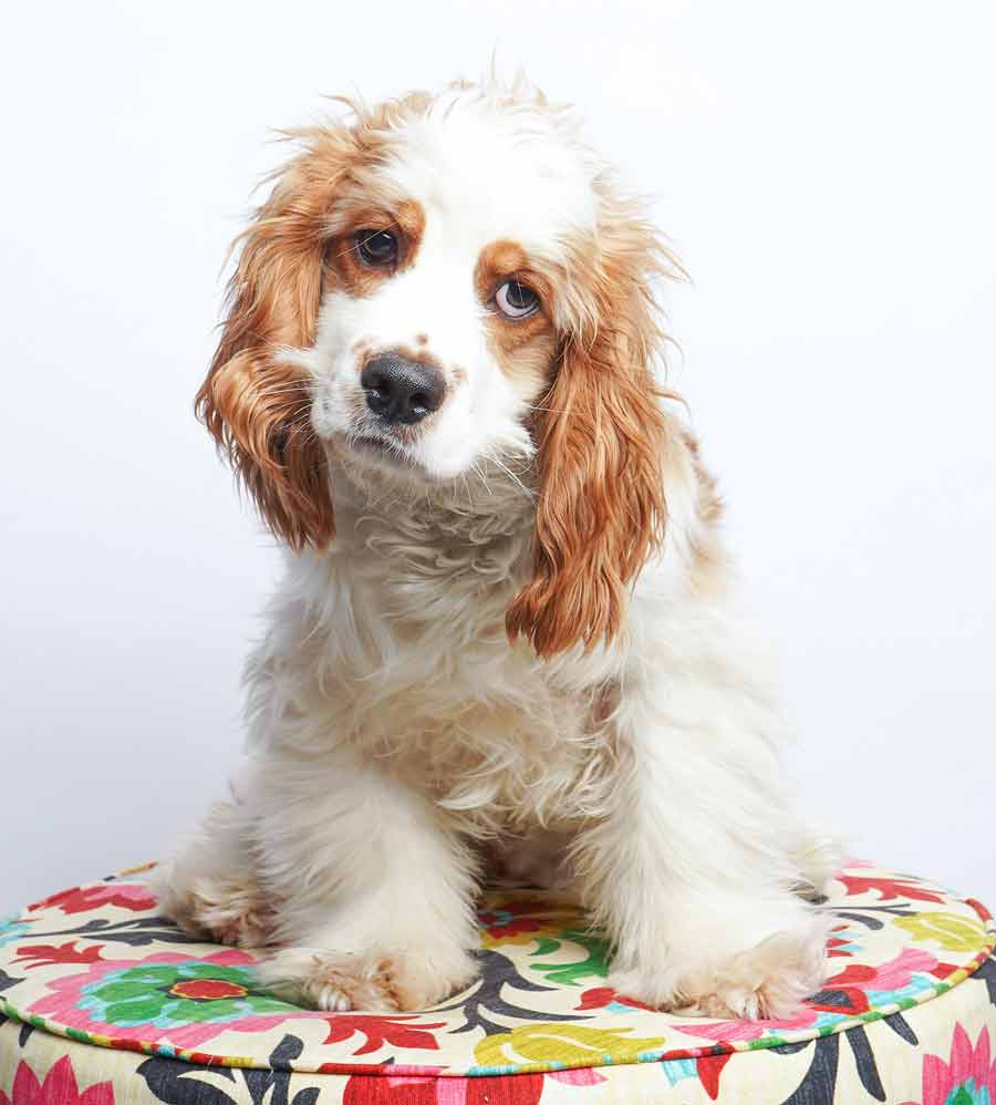 square-cocker-spaniel