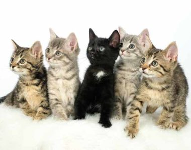 cats-kittens-group-pic-600