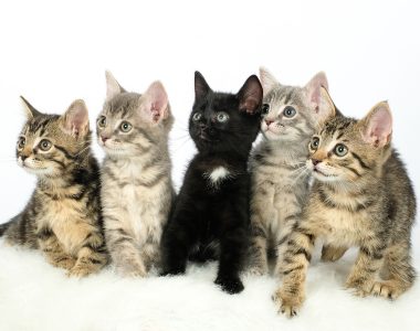 Adoptable Cats1