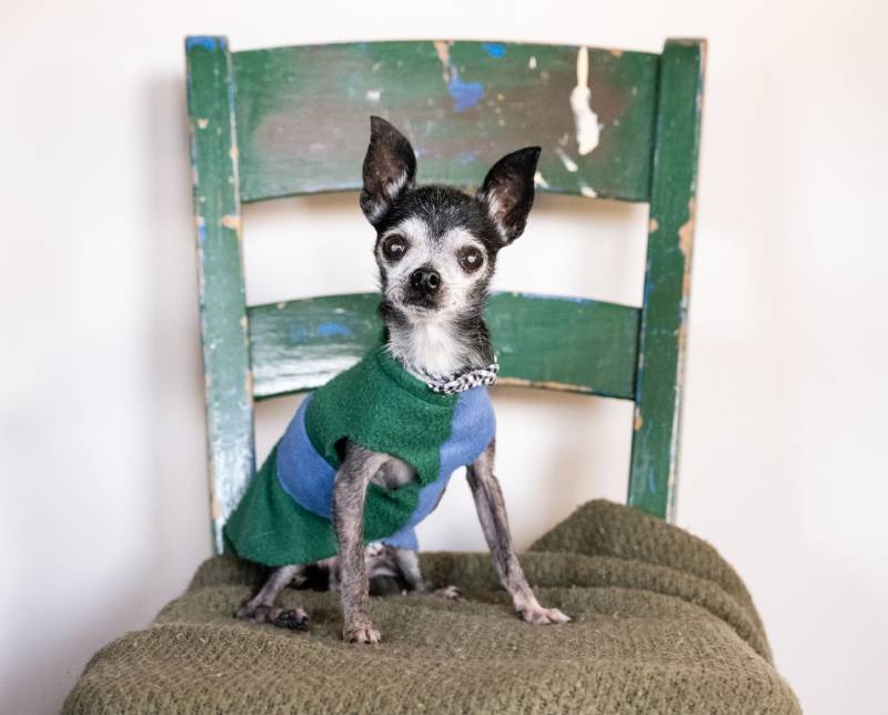 attend an adoption event